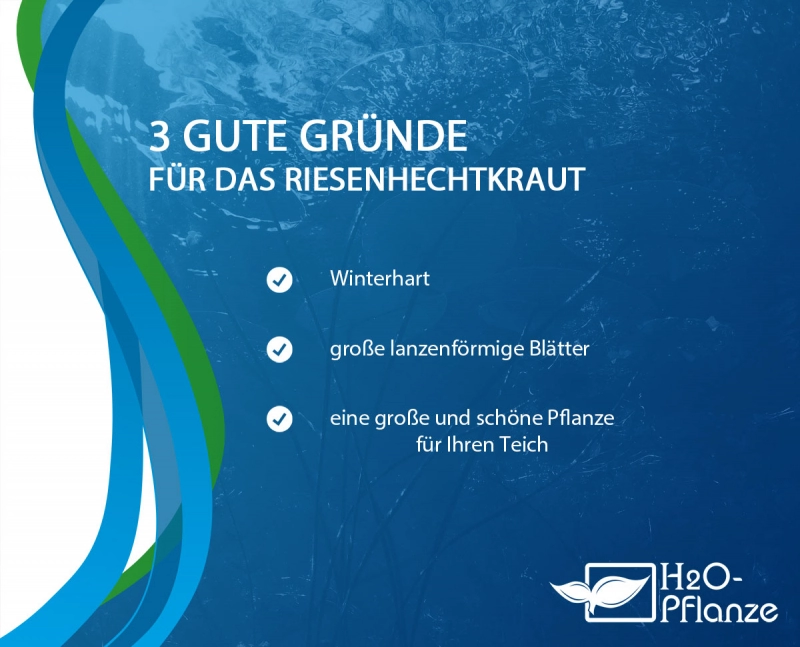 XXL Riesen-Hechtkraut im 2 Liter Pflanztopf